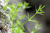 Asperula hexaphylla Asperula hexaphylla